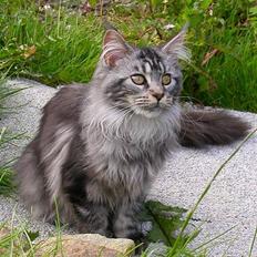 Maine Coon Hot Chilli