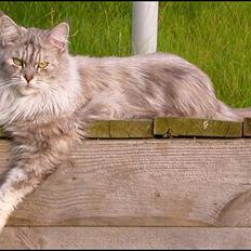Maine Coon Mille