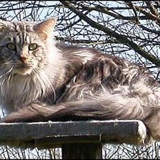 Maine Coon Nalle
