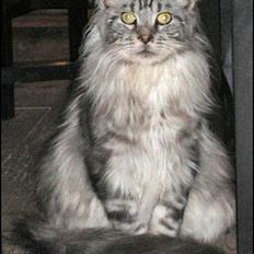 Maine Coon Nalle