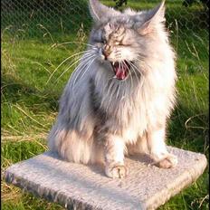 Maine Coon Mille