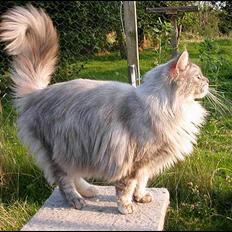 Maine Coon Mille