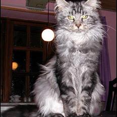 Maine Coon Hot Chilli