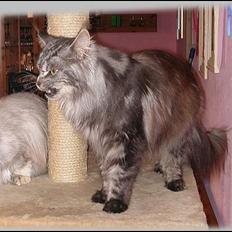 Maine Coon Hot Chilli