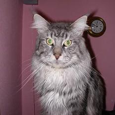 Maine Coon Seattle