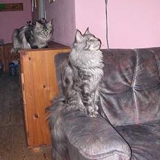Maine Coon Seattle