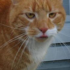 Huskat Rødbeden (Smukke)