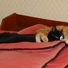 Huskat Rødbeden (Smukke)