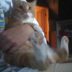 Huskat Rødbeden (Smukke)