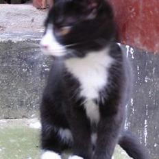 Huskat Bobo Bobcat (Choko-Pops)