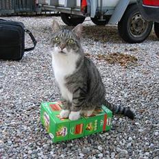 Huskat Krutte (Killing)