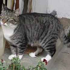 Huskat Krutte (Killing)