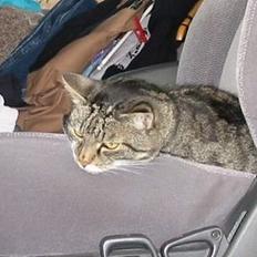 Huskat Krutte (Killing)