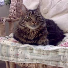 Blanding af racer Trunte