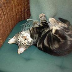 Blanding af racer Trunte