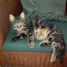 Blanding af racer Trunte