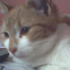 Blanding af racer Knold