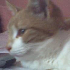 Blanding af racer Knold