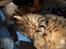 Blanding af racer Gismo /"gismor" - Tager mig lige en napper , 