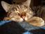 Blanding af racer Gismo /"gismor" - ZzzzZzz