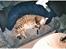 Blanding af racer Gismo /"gismor" - tager mig lige en napper ved fars jakke ,