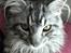 Maine Coon silver