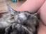 Maine Coon silver - ååå gå væk jeg sover