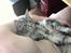 Maine Coon silver