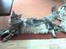 Maine Coon silver