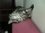 Maine Coon silver