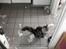 Maine Coon silver - hobe ikke far ser de her