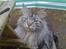 Maine Coon silver