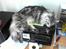 Maine Coon silver