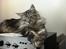 Maine Coon silver