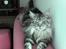Maine Coon silver