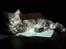 Maine Coon silver