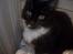 Maine Coon Molly
