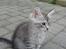 Maine Coon Cæzar - 9 uger er jeg :o)