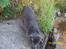 Russian Blue moses
