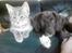 Blanding af racer Viggo - Her ligger jeg sammen med min bedste ven.. familiens hund DiDi