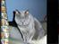 British Shorthair Laban  R.I.P. 26/7-2006 - nu blir jeg altså snart sur 