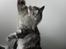 Maine Coon silver