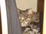 Huskat Silke - ZZZZzzzzzzzzzzzz