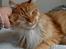 Maine Coon Garfield - aug.08