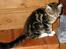 Maine Coon aviajas billie jean