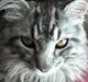 Maine Coon silver