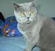 British Shorthair Laban  R.I.P. 26/7-2006