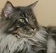 Maine Coon Samson