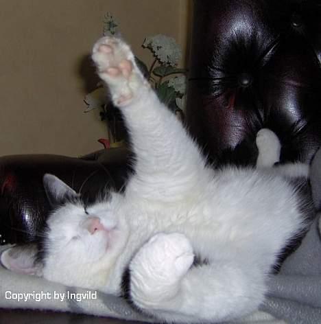 Blanding af racer Jonas billede 9