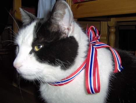 Blanding af racer Jonas billede 10